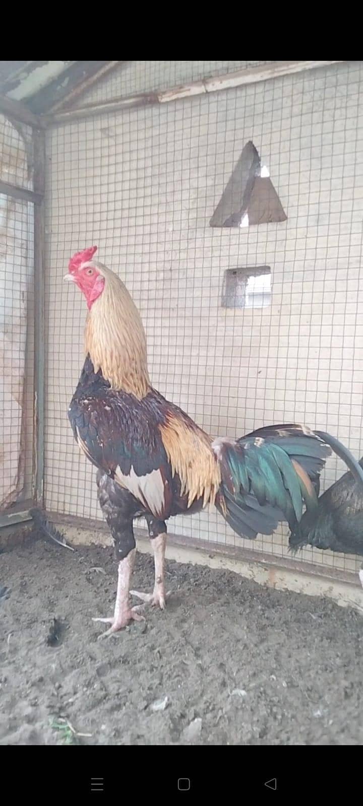 Aseel Patha available . . . 2