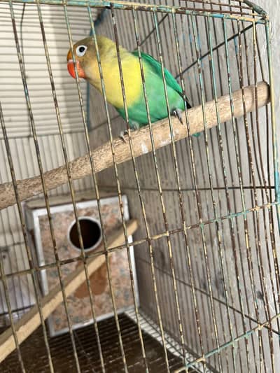 Love Bird for Sale with Cage
