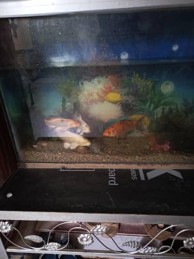 golden fishes
