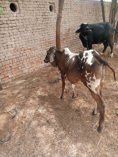 Two male cows far sale