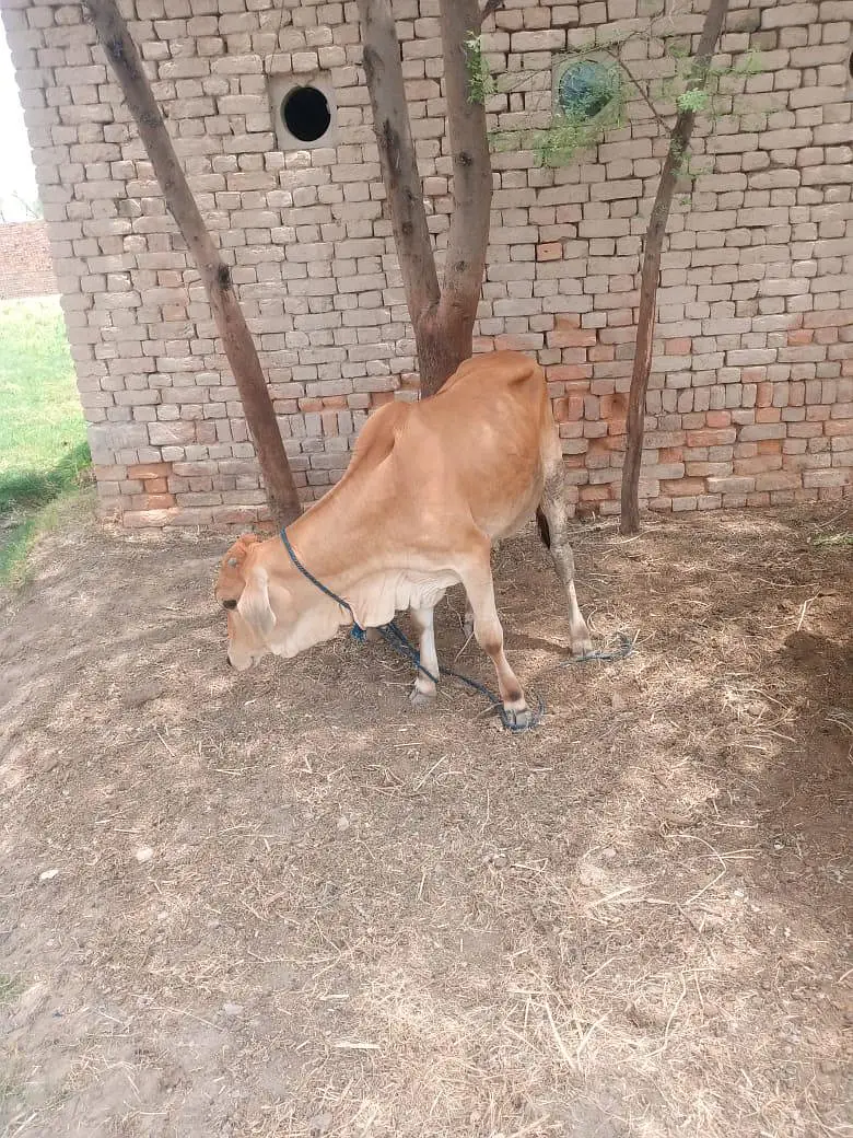 Two male cows far sale — photo 2