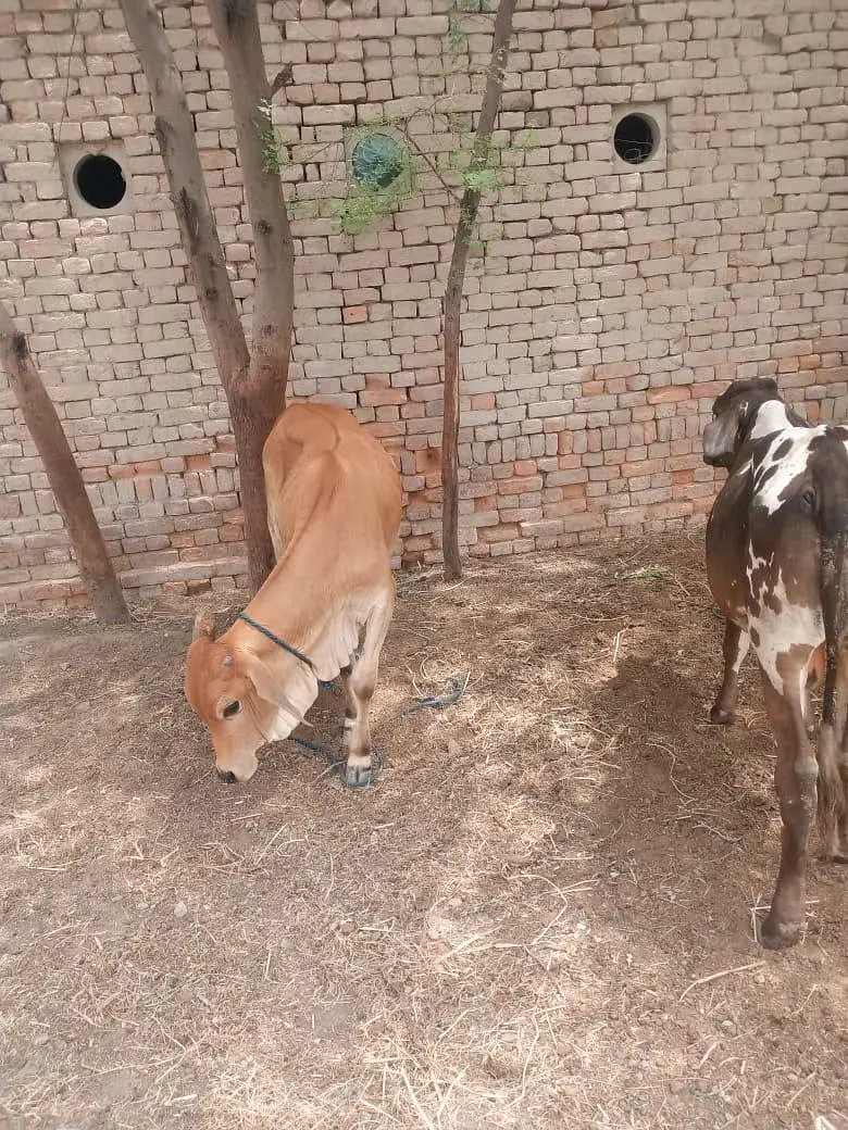 Two male cows far sale — photo 3
