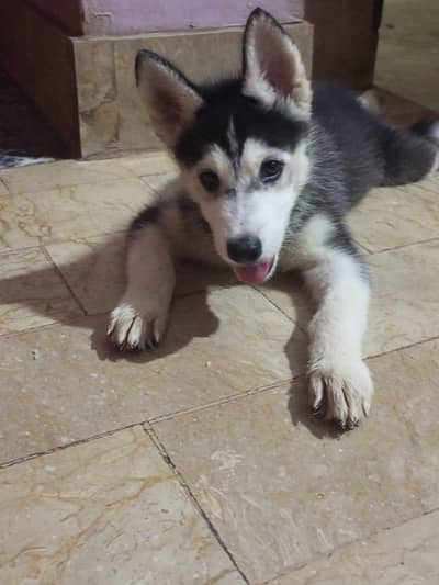 Siberian Husky puppies for sale