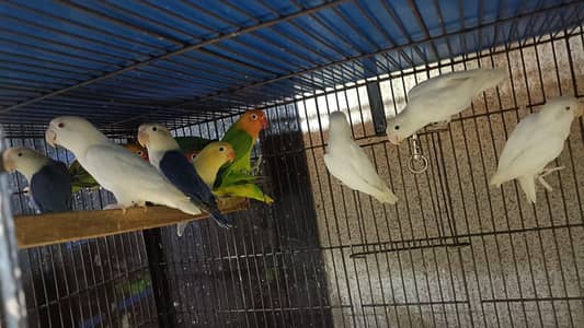 love birds