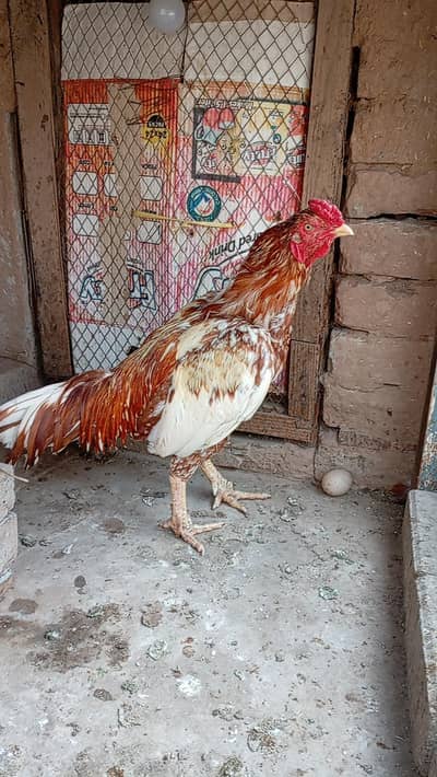Aseel Cheena Murgha For Sale