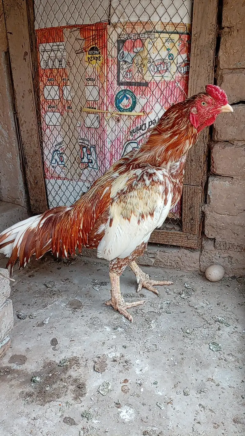 Aseel Cheena Murgha For Sale — photo 2