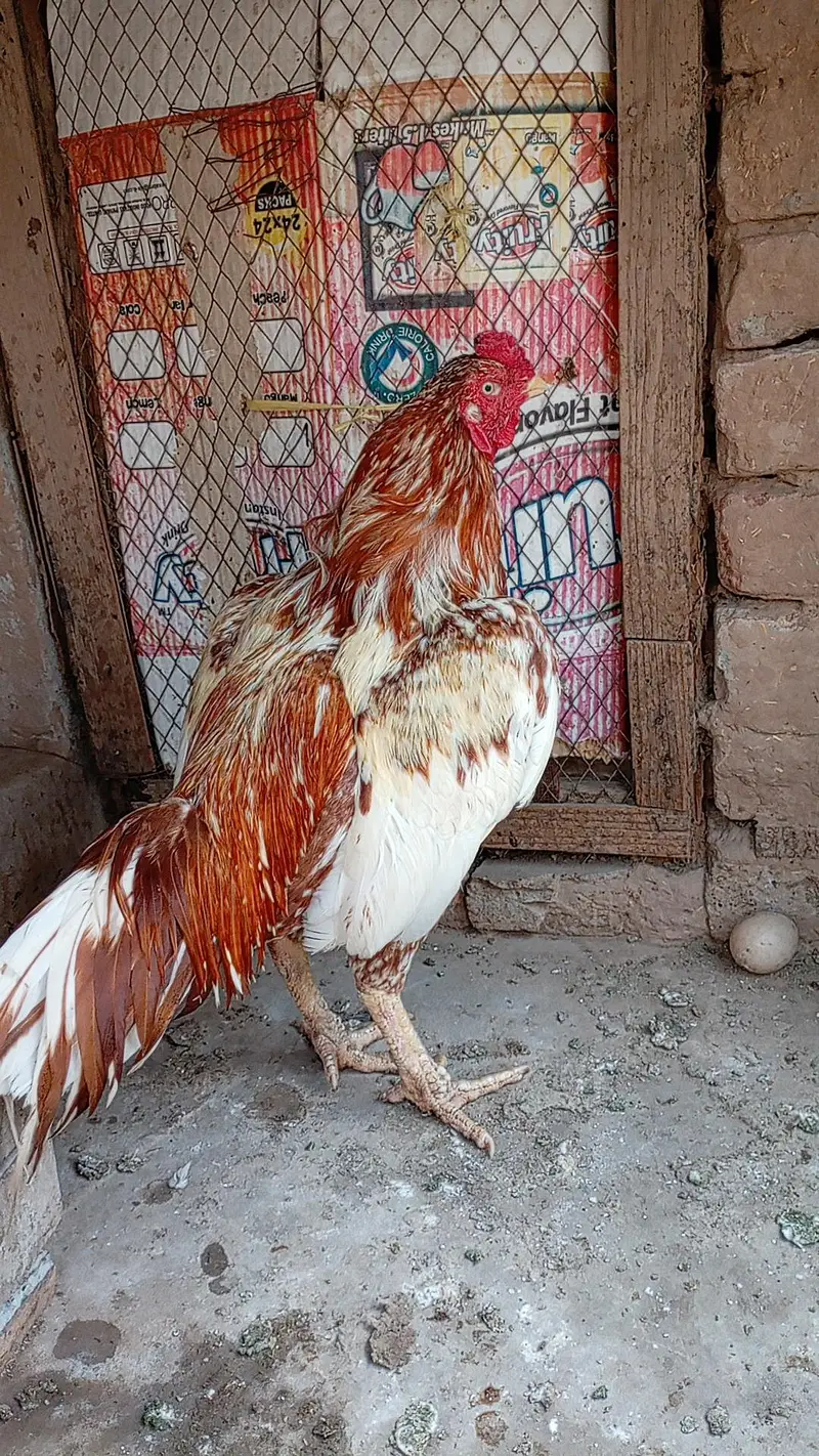Aseel Cheena Murgha For Sale — photo 4