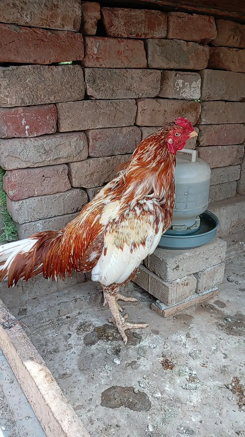 Aseel Cheena Murgha For Sale — photo 5