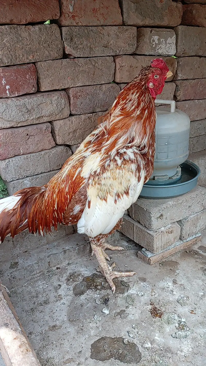 Aseel Cheena Murgha For Sale — photo 6