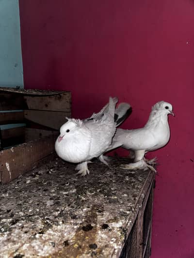 Pigeons and hens available for sale