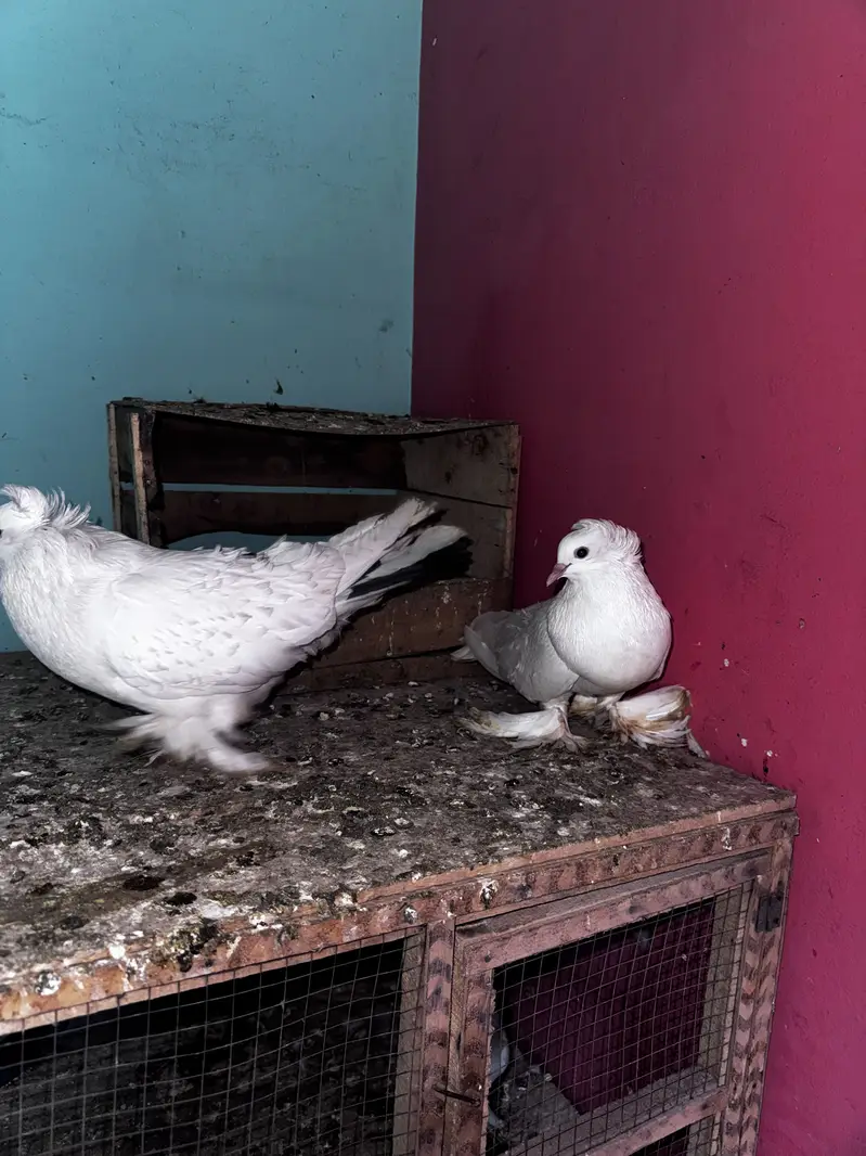Pigeons and hens available for sale — photo 2