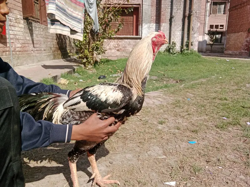 Pigeons and hens available for sale — photo 3