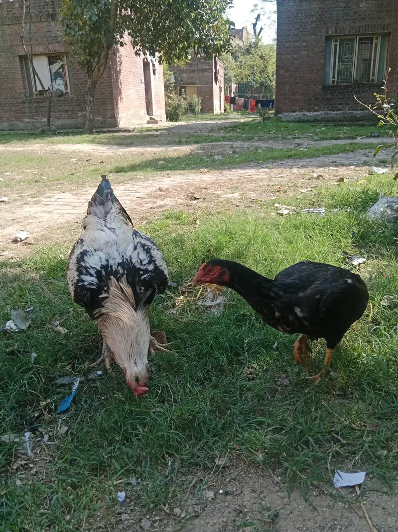 Pigeons and hens available for sale — photo 5