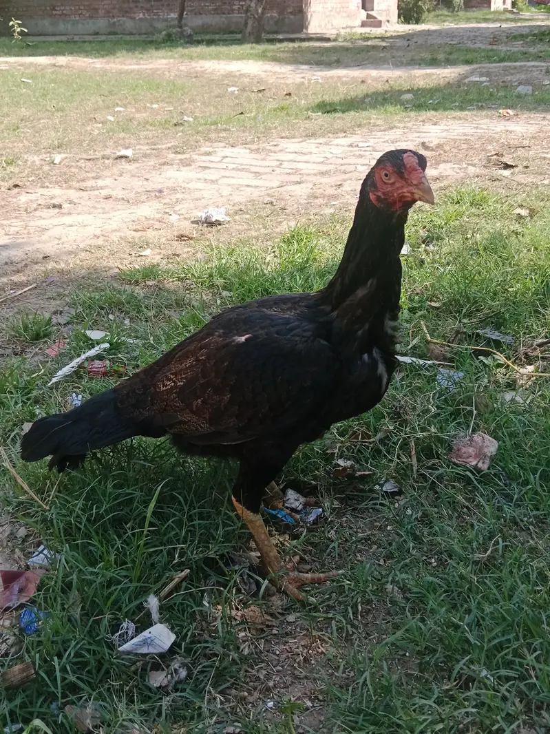 Pigeons and hens available for sale — photo 6