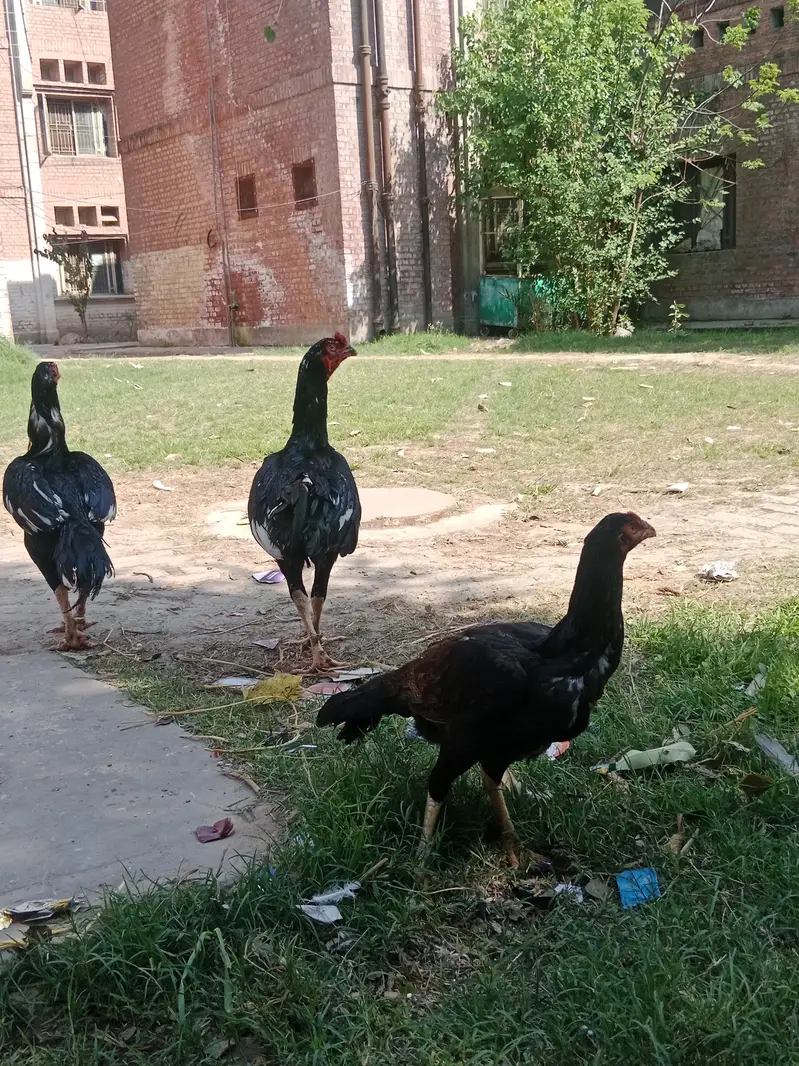 Pigeons and hens available for sale — photo 7