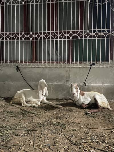 Bakra jori for sale