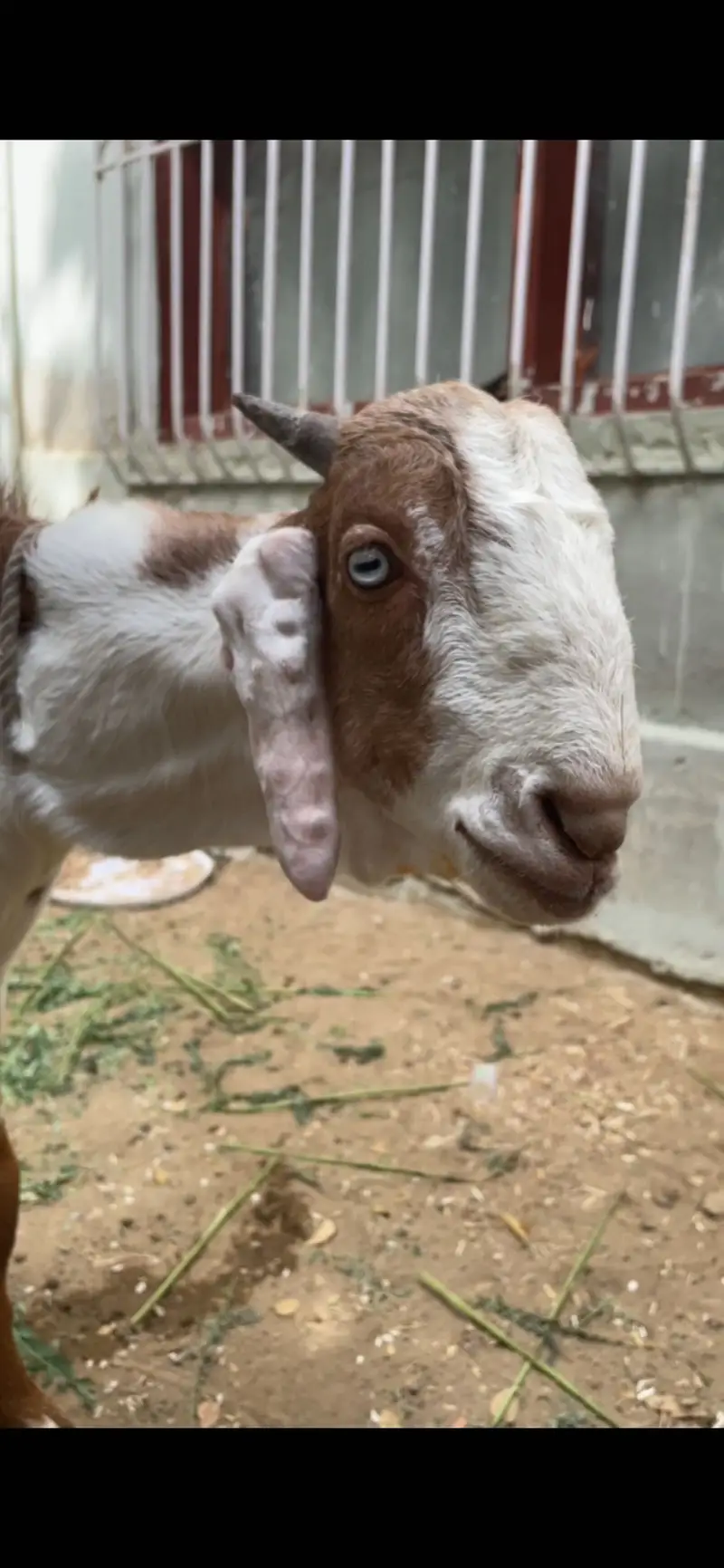 Bakra jori for sale — photo 2
