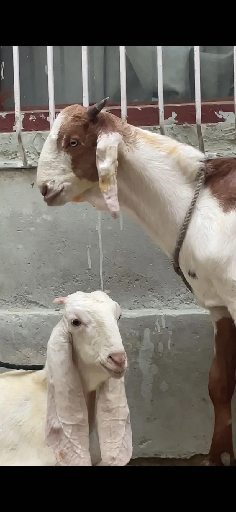 Bakra jori for sale — photo 3