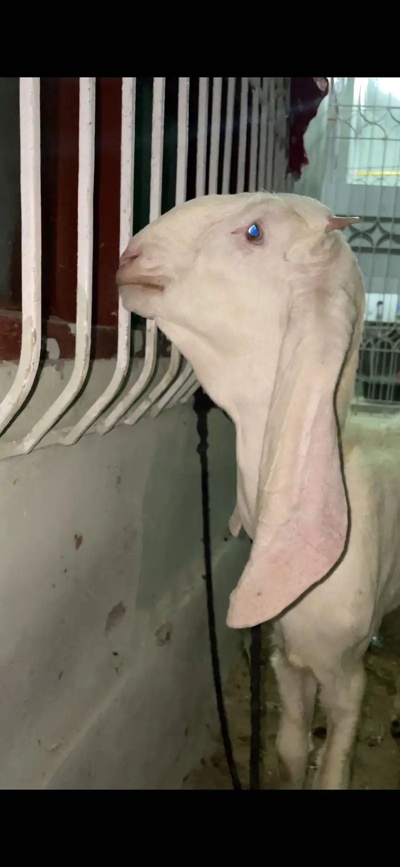 Bakra jori for sale — photo 4