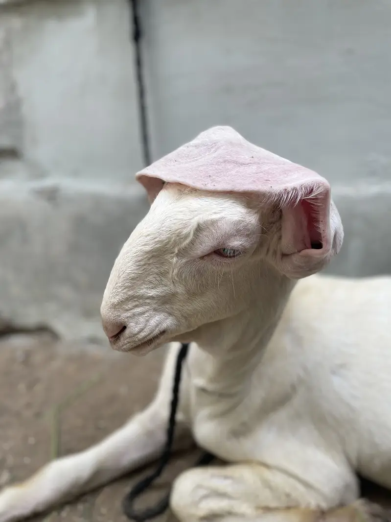 Bakra jori for sale — photo 5