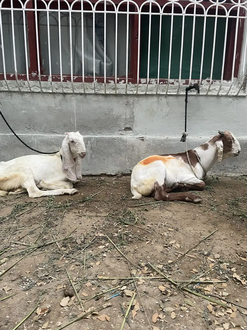 Bakra jori for sale — photo 6