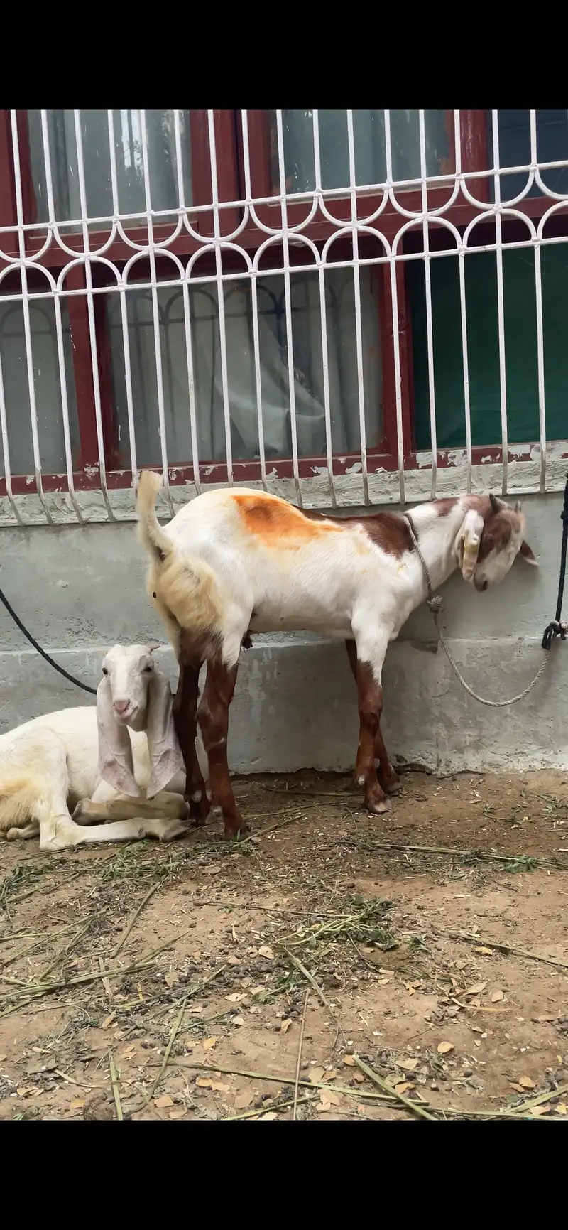 Bakra jori for sale — photo 7