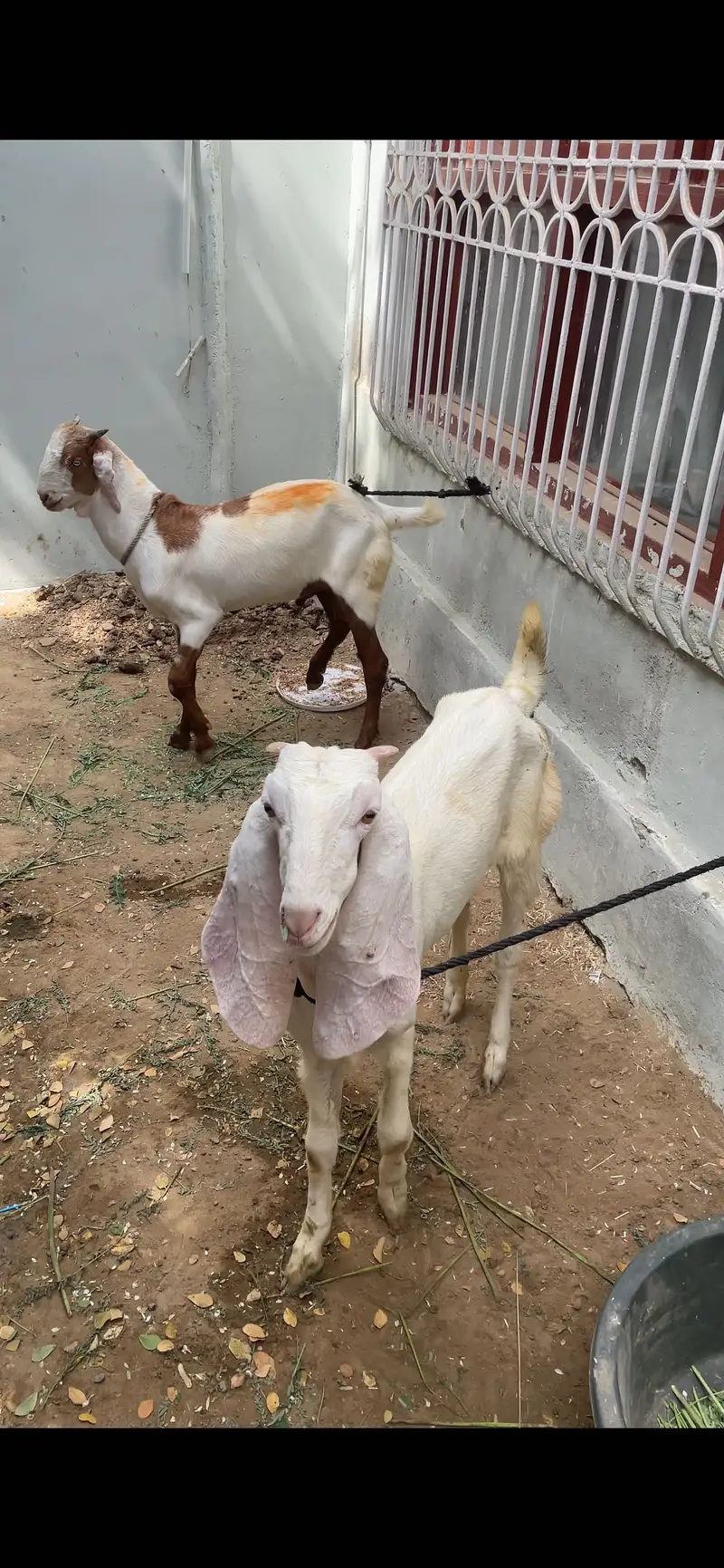 Bakra jori for sale — photo 8