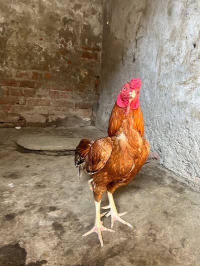 Aseel Chicken