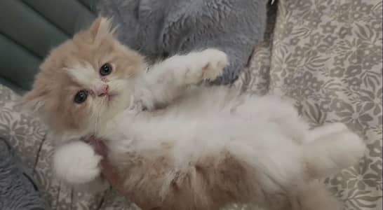 Persian kittens