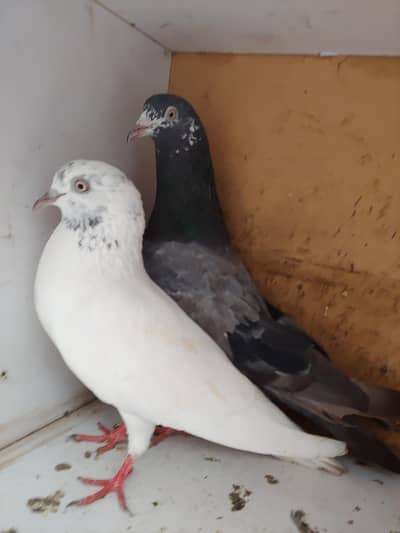 pair for sale.