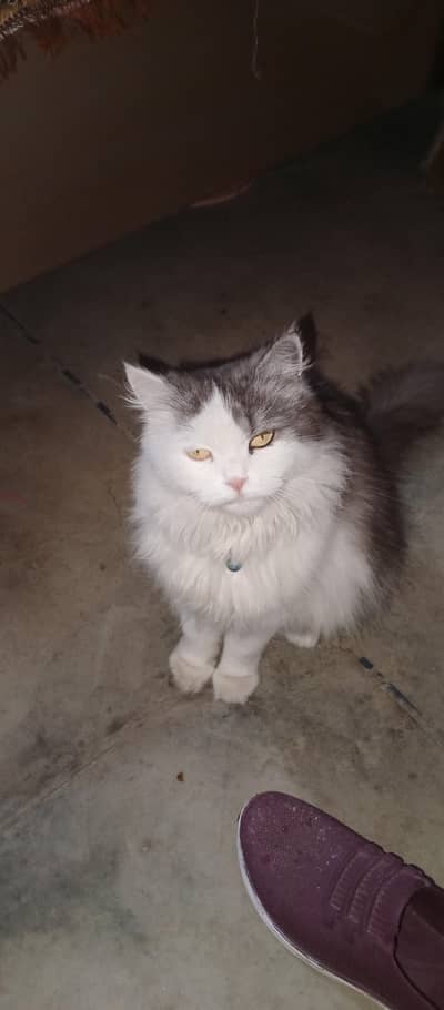Persian cat and 2 kids