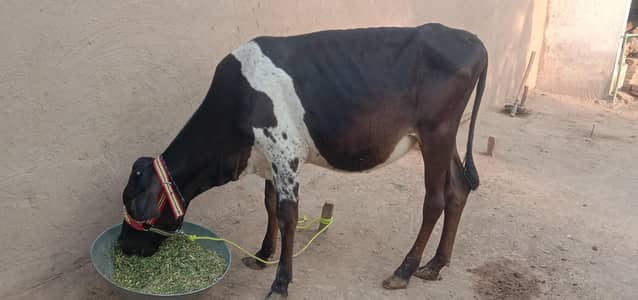 jersey frezn bachri  h