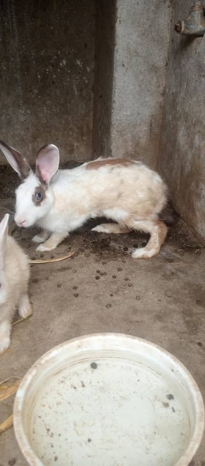 rabbit for sale ek Bada pair 3 bacche