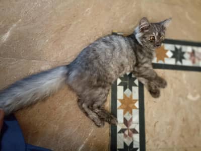 parshian Cat