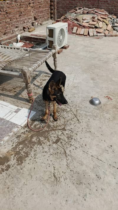 male for sale