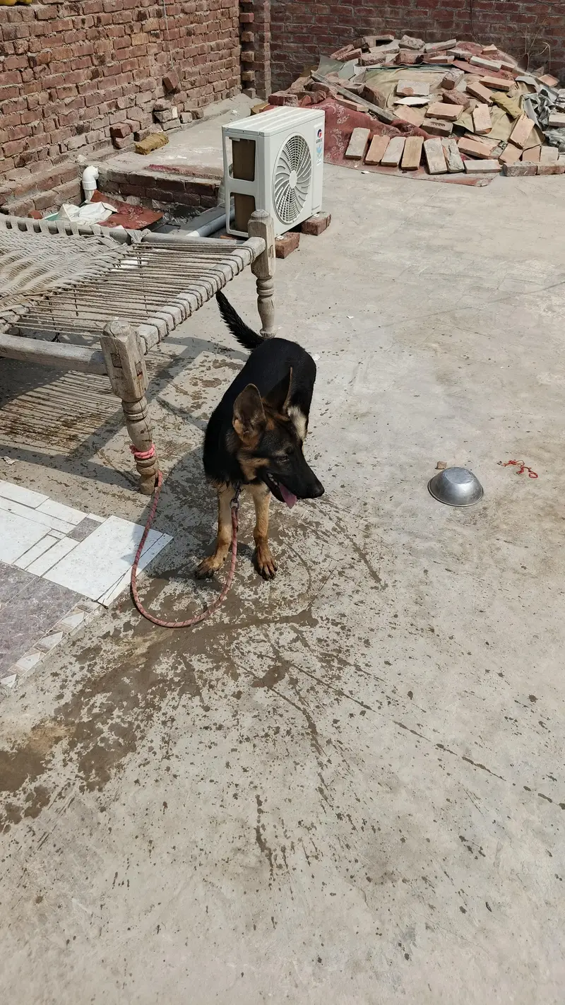 male for sale