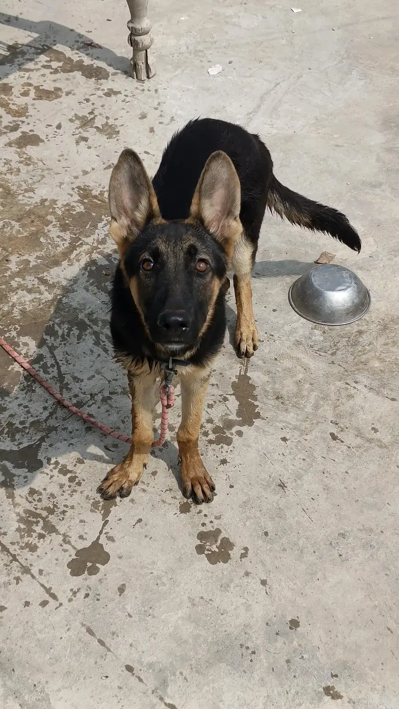 male for sale — photo 2