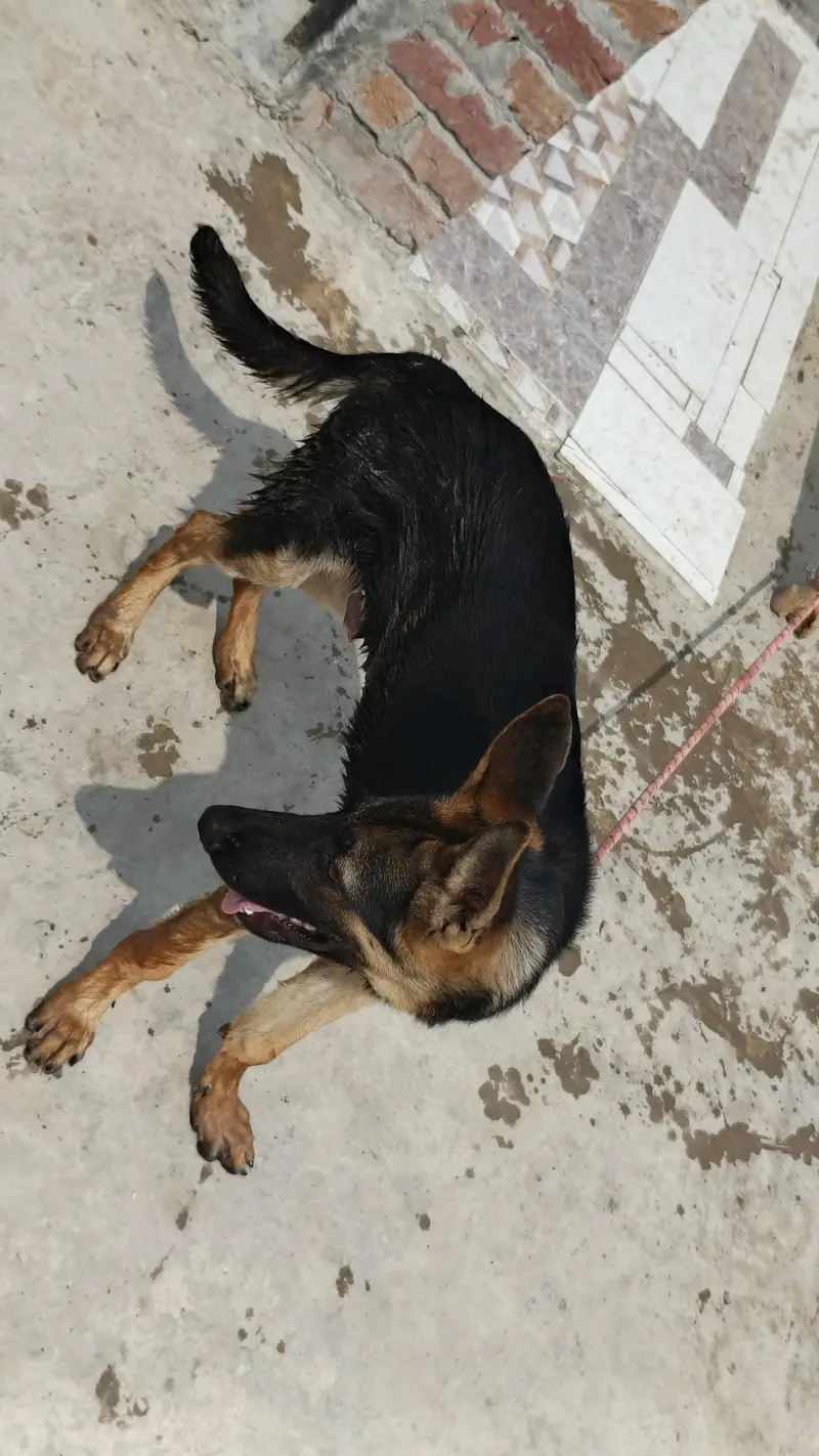 male for sale — photo 4