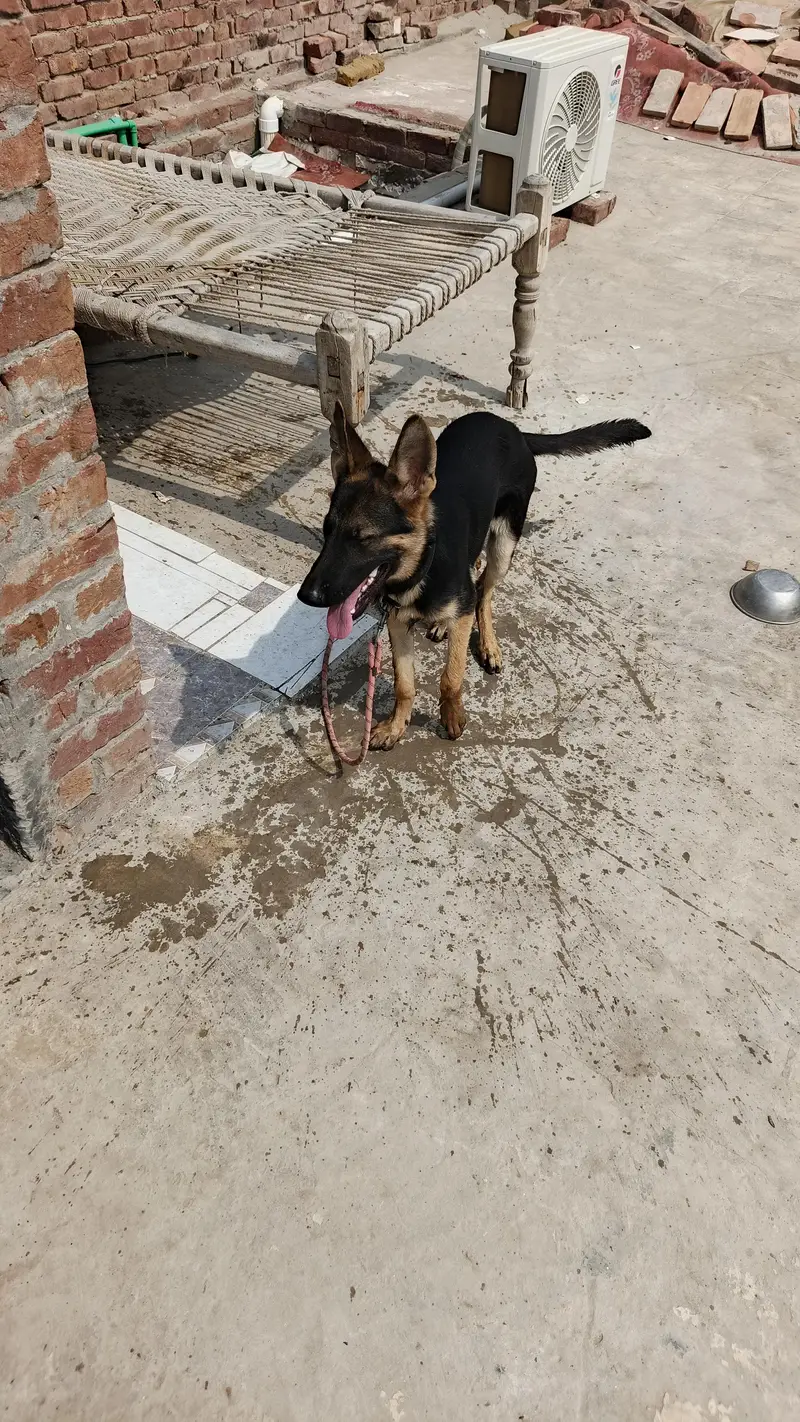 male for sale — photo 8