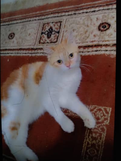 American cat