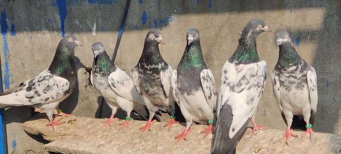 pigeon for sale