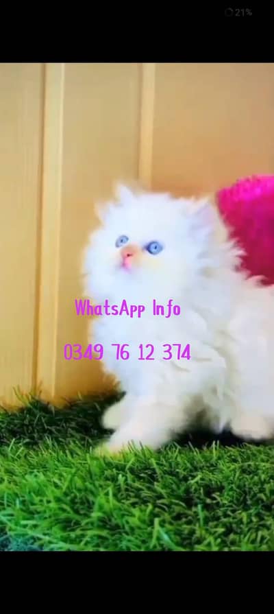 Persian cat 3 coated 5 phase vaccinated full active delivery all pak