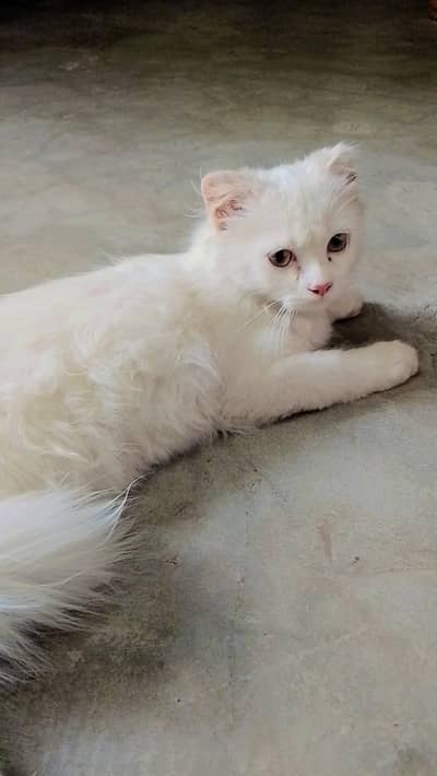 Double Coat Persian Kitten