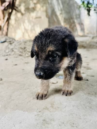 German Shepherd Double Code
