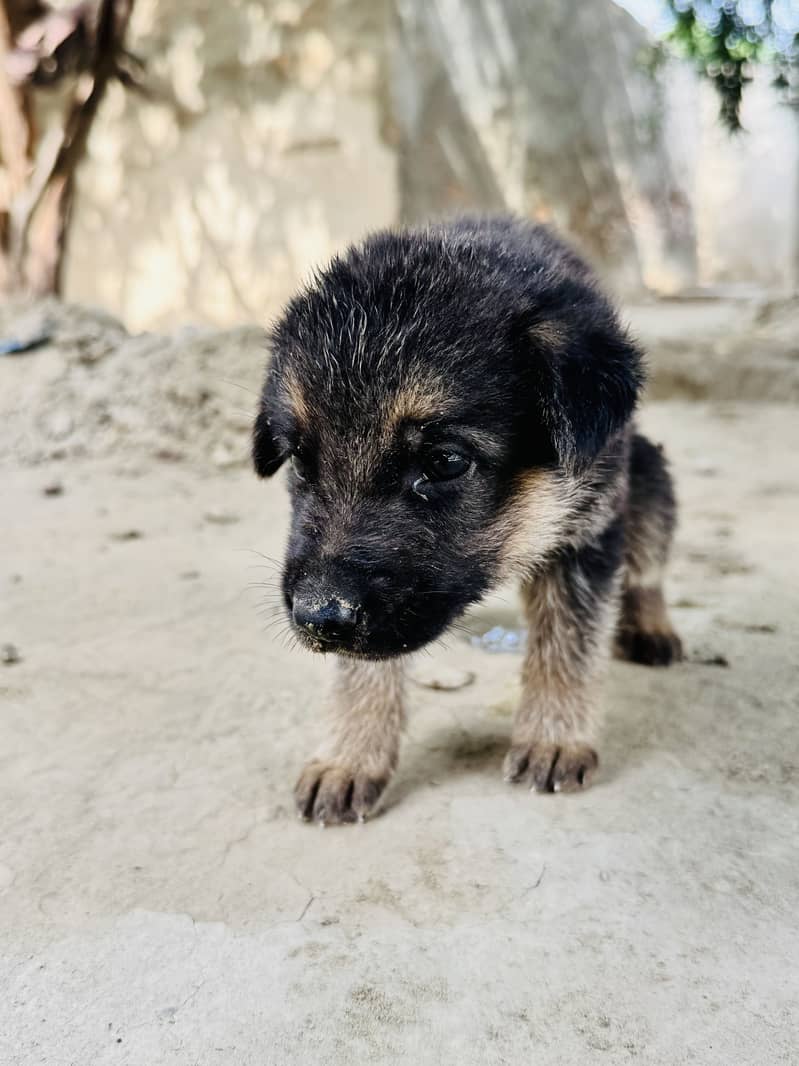 German Shepherd Double Code 0