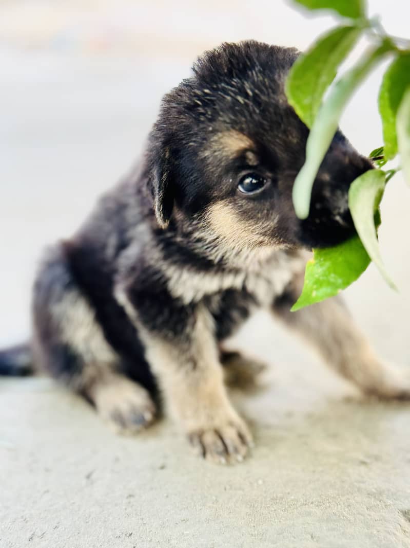 German Shepherd Double Code 1