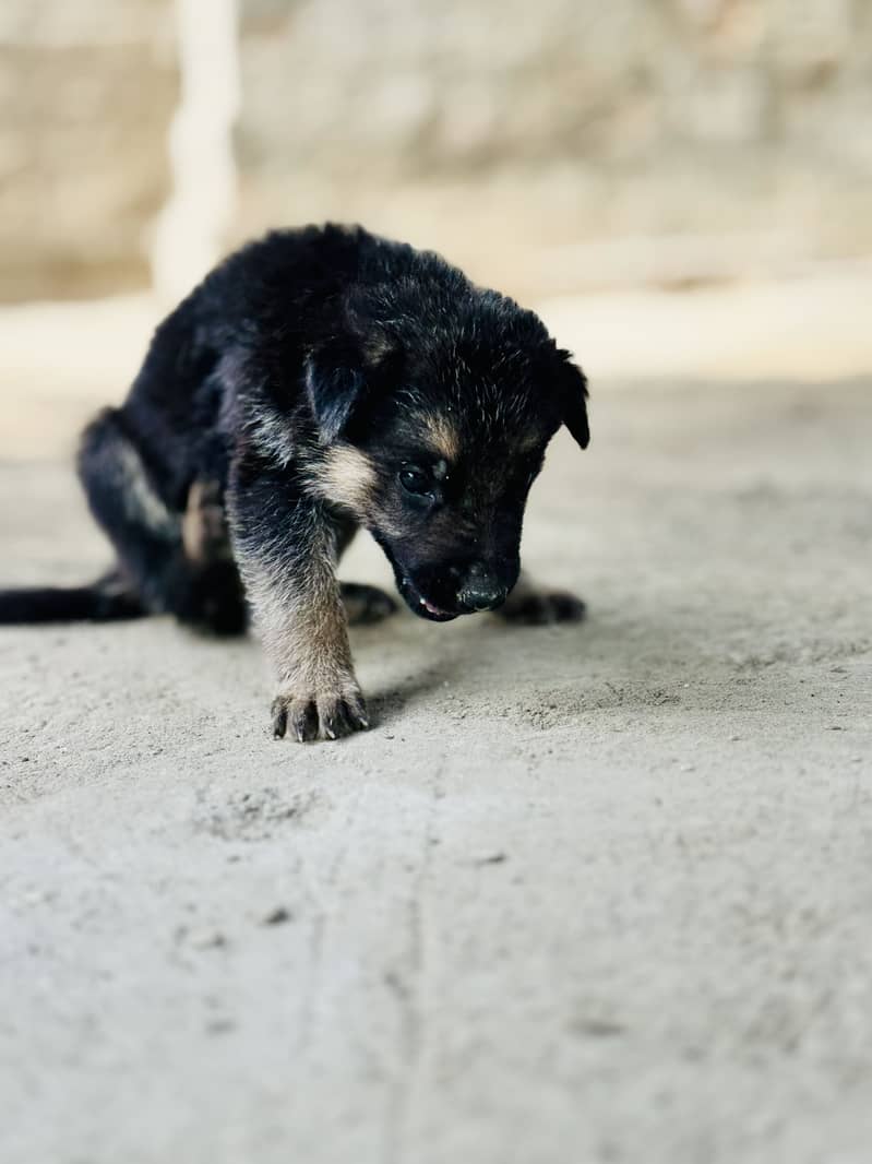 German Shepherd Double Code 2