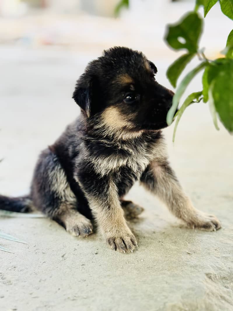 German Shepherd Double Code 3