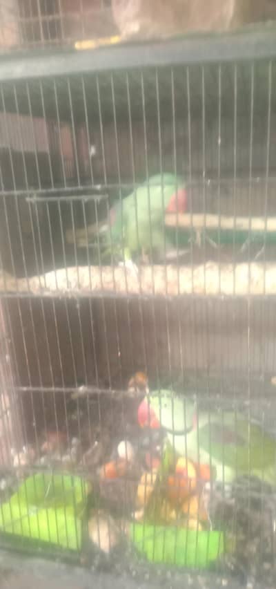 raw kashmiri Parrot