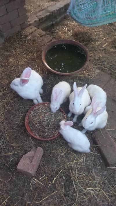 Newzealand White Rabit